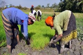 CCEA Approves Increase in MSP for 14 Kharif Crops for Marketing Season 2026-27